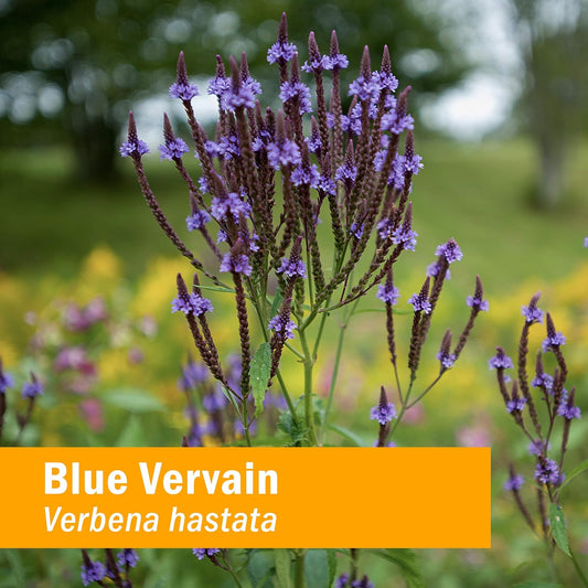 Herb Pharm Certified Organic Vervain Liq Extract, Blue, 1  