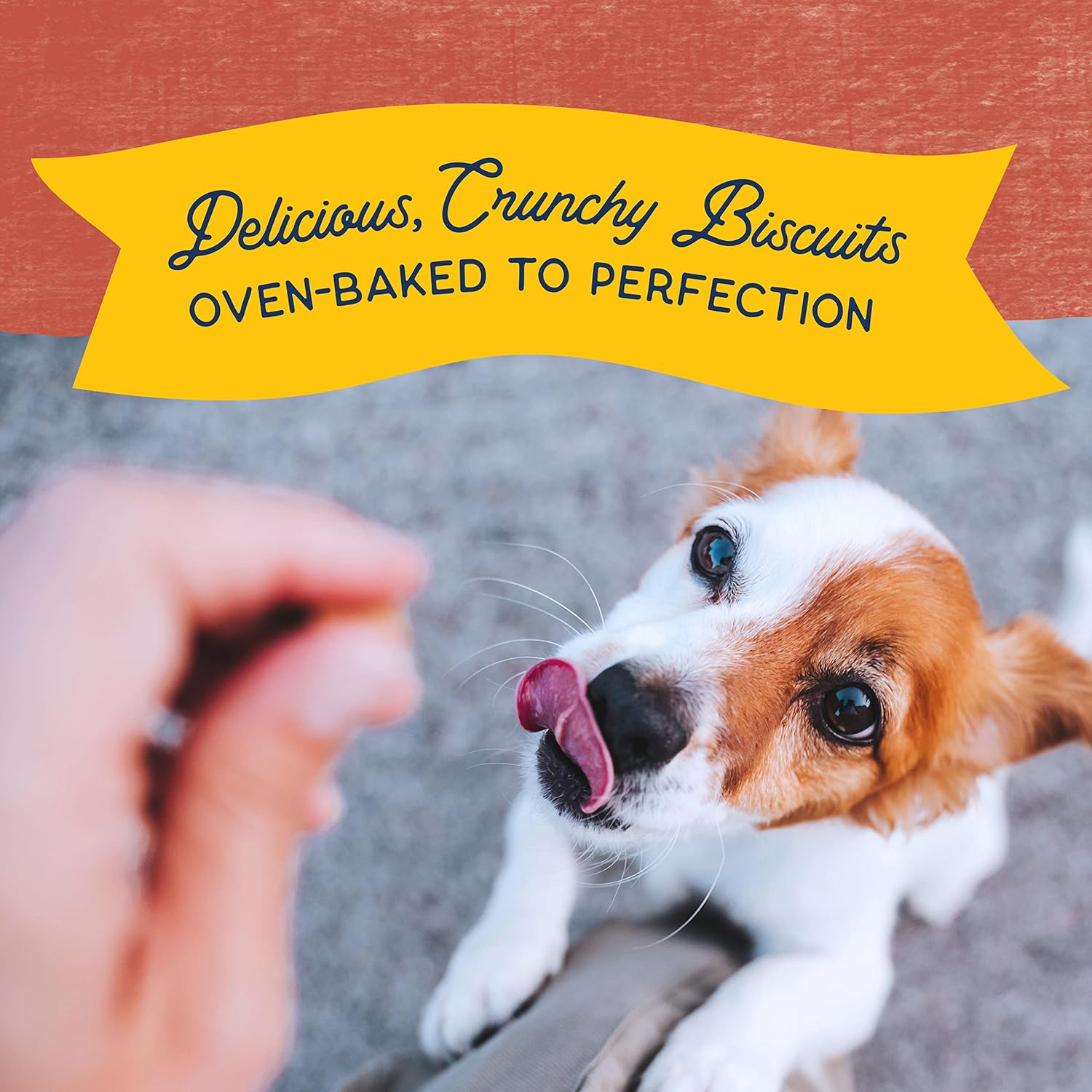 Natural Balance Limited Ingredient Rewards Crunchy Biscuits, Bite-Size Grain-Free Dog Treats for Small-Breed Adult Dogs, Made with Real Salmon, 8 Ounce (Pack of 1) : Pet Treat Biscuits : Pet Supplies