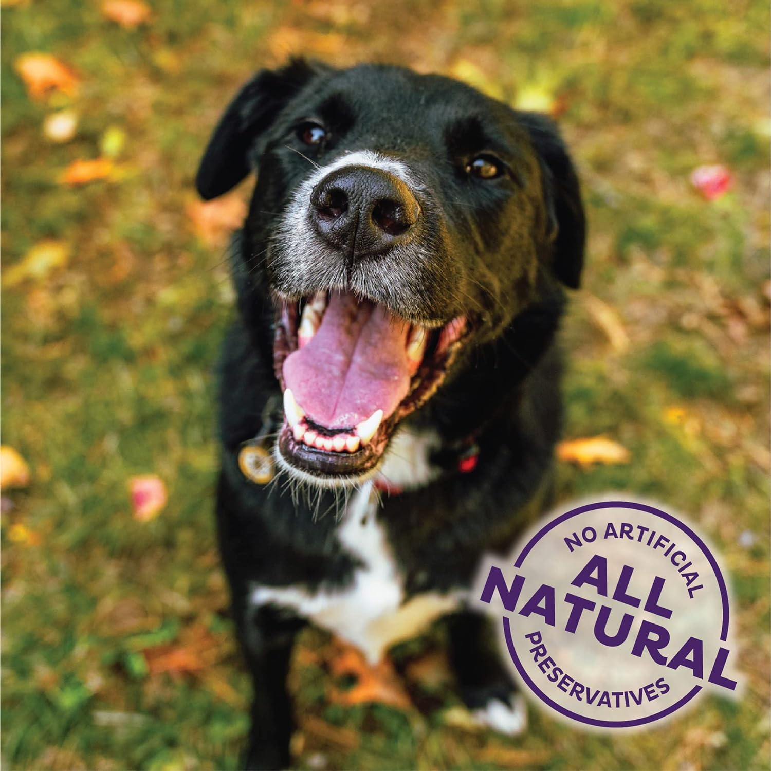 Old Mother Hubbard by Wellness Fall Favorite P-Nuttier Natural Dog Treats, Crunchy Oven-Baked Biscuits, Ideal for Training, 16 ounce bag : Pet Supplies