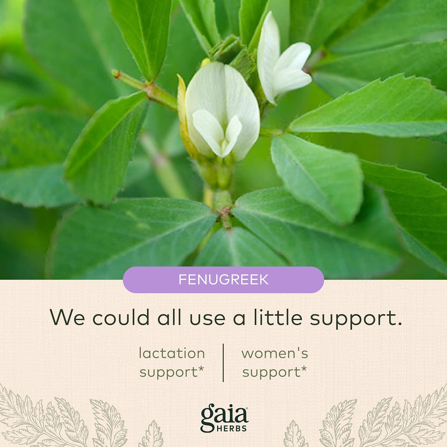 Gaia Herbs Lactation Support - Supports Healthy Milk in Nursing Mothers* - Fenugreek and Fennel Seed - 120 Vegan Liquid Phyto-Capsules (40-Day Supply) : Health & Household