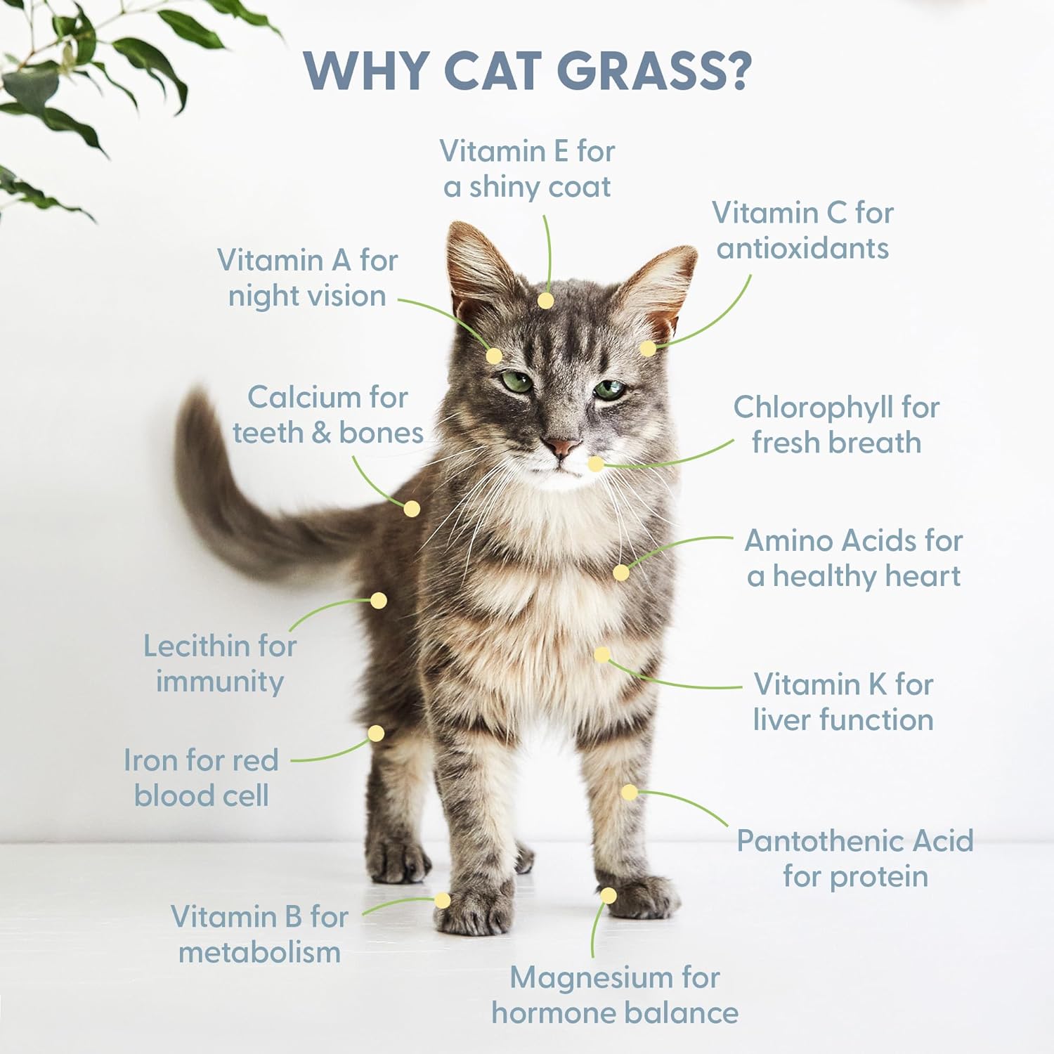 The Cat Ladies Organic Cat Grass for Indoor Cats - Growing Kit with Organic Seed Mix, Soil and White Cat Planter. Natural Hairball Control and Digestion Remedy, Cat Gifts : Pet Supplies