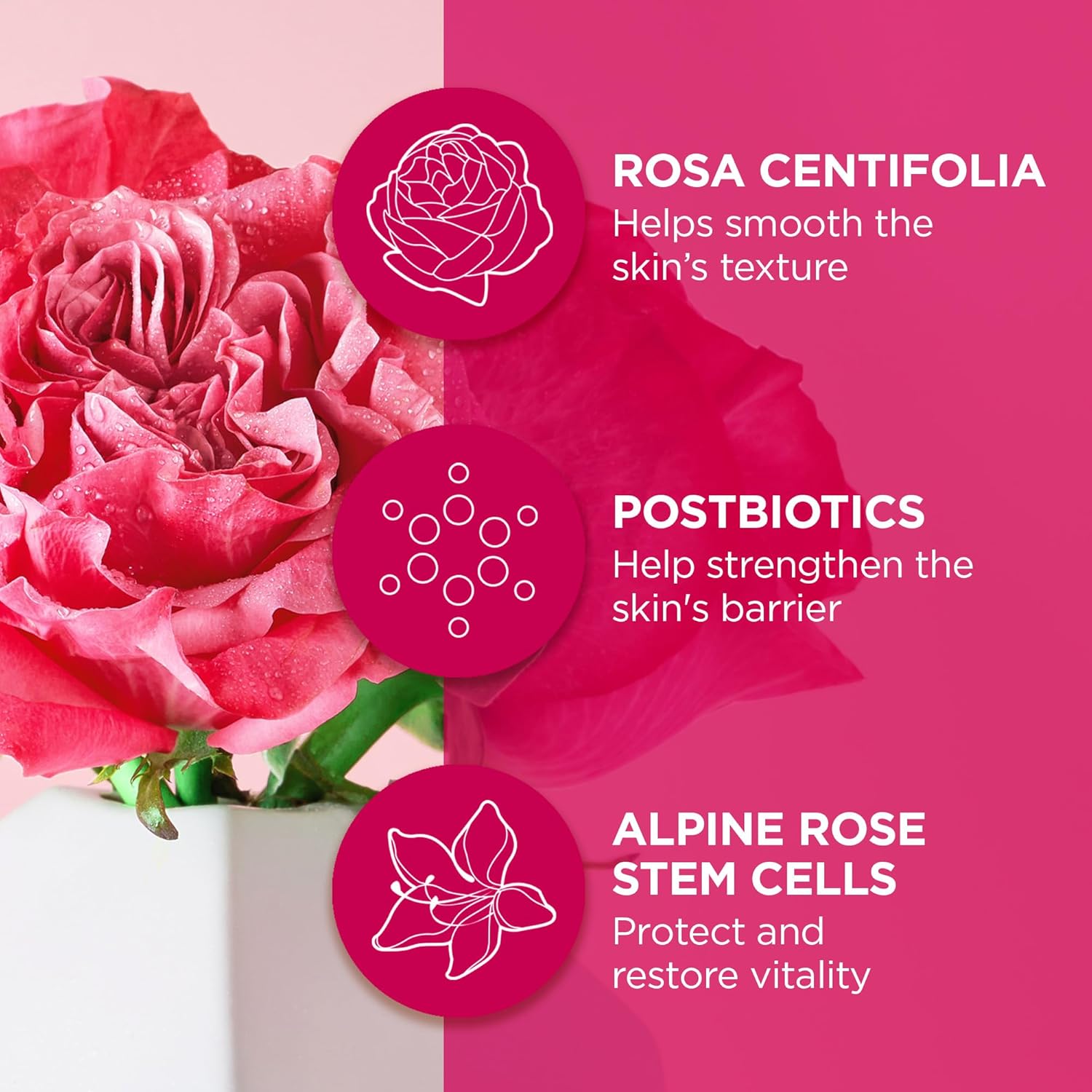 Andalou Naturals 1000 Roses® Fortifying Night Cream : Beauty & Personal Care