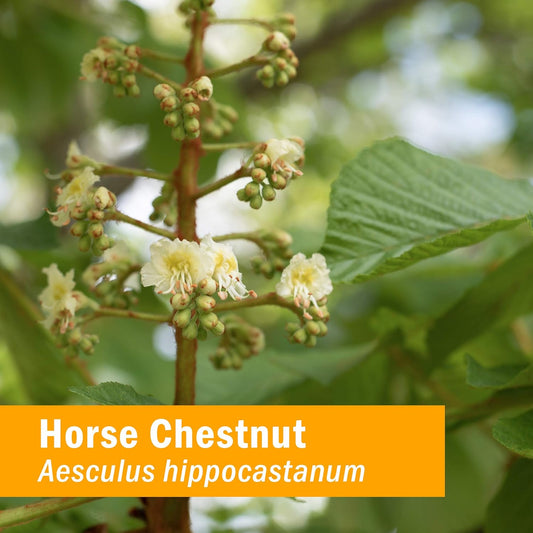 Herb Pharm Horse Chestnut Liq Extract for Healthy Veins and Circulation - 4 