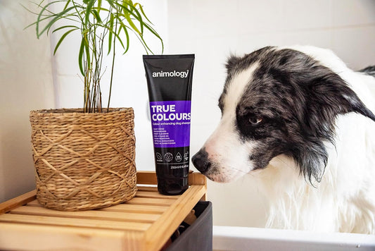 Animology True Colours Coat Enhancing Dog Shampoo 250Ml
