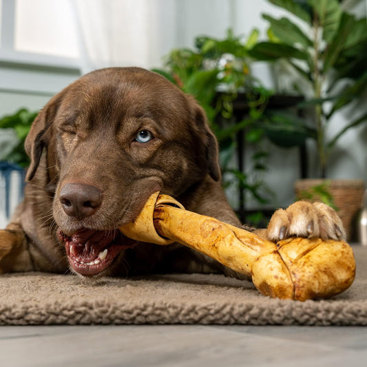Pet Factory American Beefhide 12" Knotted Bone Dog Chew Treat - Peanut Butter Flavor, 1 Count/1 Pack