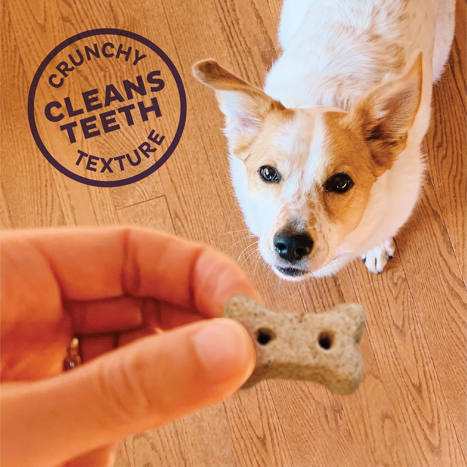 Old Mother Hubbard by Wellness Classic P-Nuttier Natural Dog Treats, Crunchy Oven-Baked Biscuits, Ideal for Training, Mini Size, 5 Ounce Bag, Chicken : Pet Snack Treats : Pet Supplies