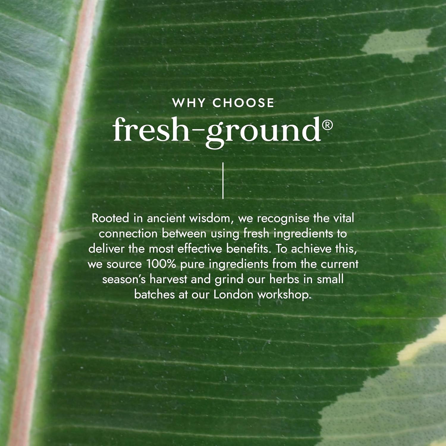 Fushi Organic Neem Leaf Capsules, 60 Caps | Fresh-Ground Whole Food | Detoxifying properties | Cleansing Herb, Purify Both Inside & Outside Body | Ethical & Vegan | Made in the UK : Amazon.co.uk: Health & Personal Care