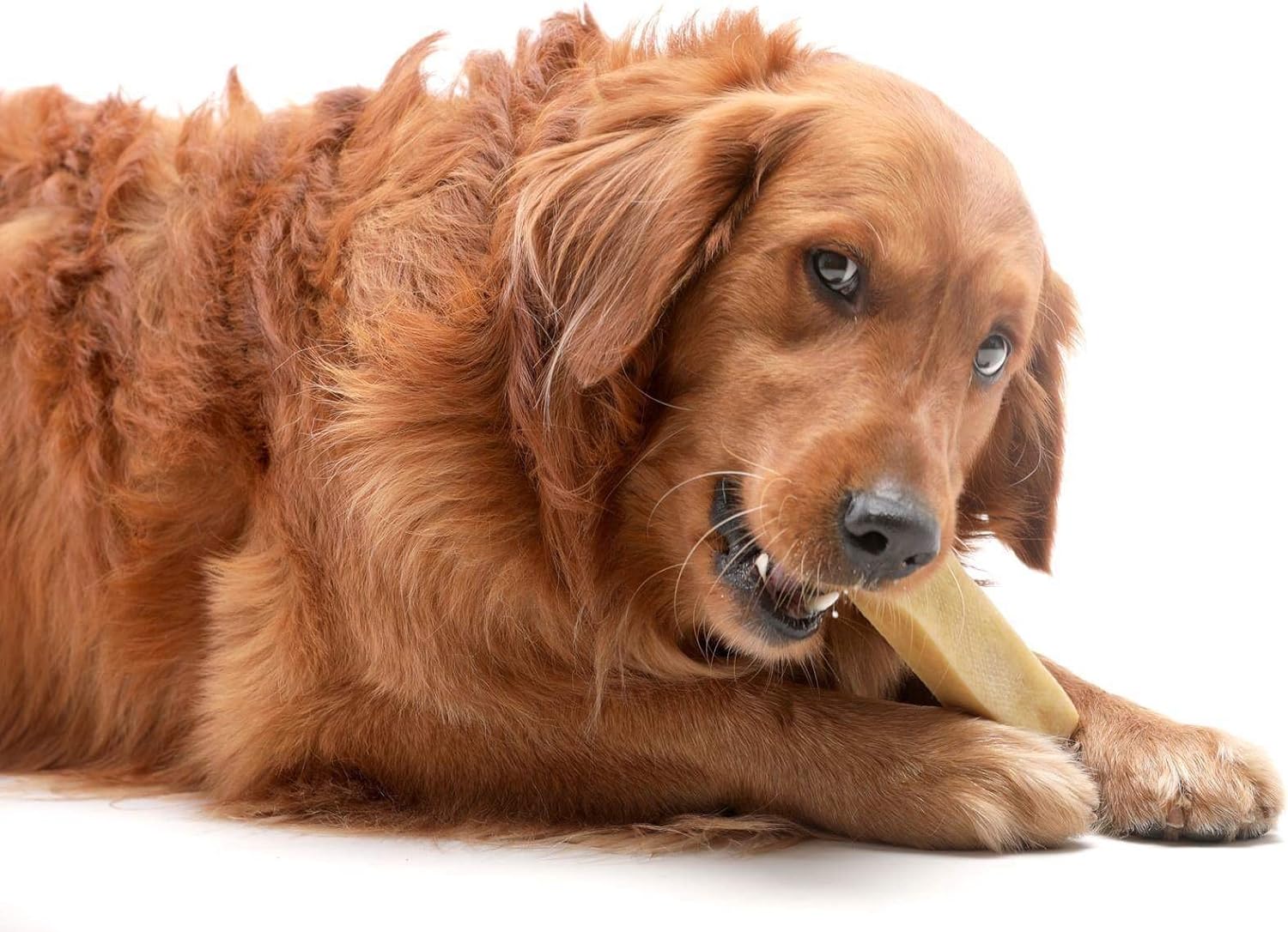 Himal Dog Treat , 100% Natural Yak Chew (Big Dog (7-8 oz)) : Pet Supplies