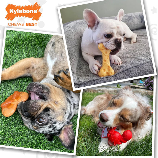 Nylabone Power Chew Dog Chew Toy Pack Bundle - Fun & Cute Dog Toys For Aggressive Chewers, Tough Dog Toys, Lobster, Cheese, And Pretzel Shapes, Small/Regular (3 Count)