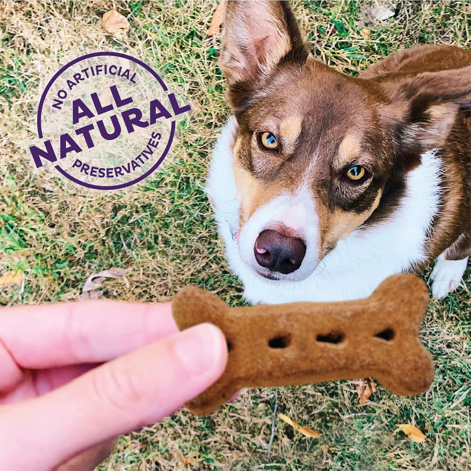 Old Mother Hubbard by Wellness Classic Bac'N'Cheez Natural Dog Treats, Crunchy Oven-Baked Biscuits, Ideal for Training, Large Size, 3 Pound (Pack of 1) : Pet Snack Treats : Pet Supplies