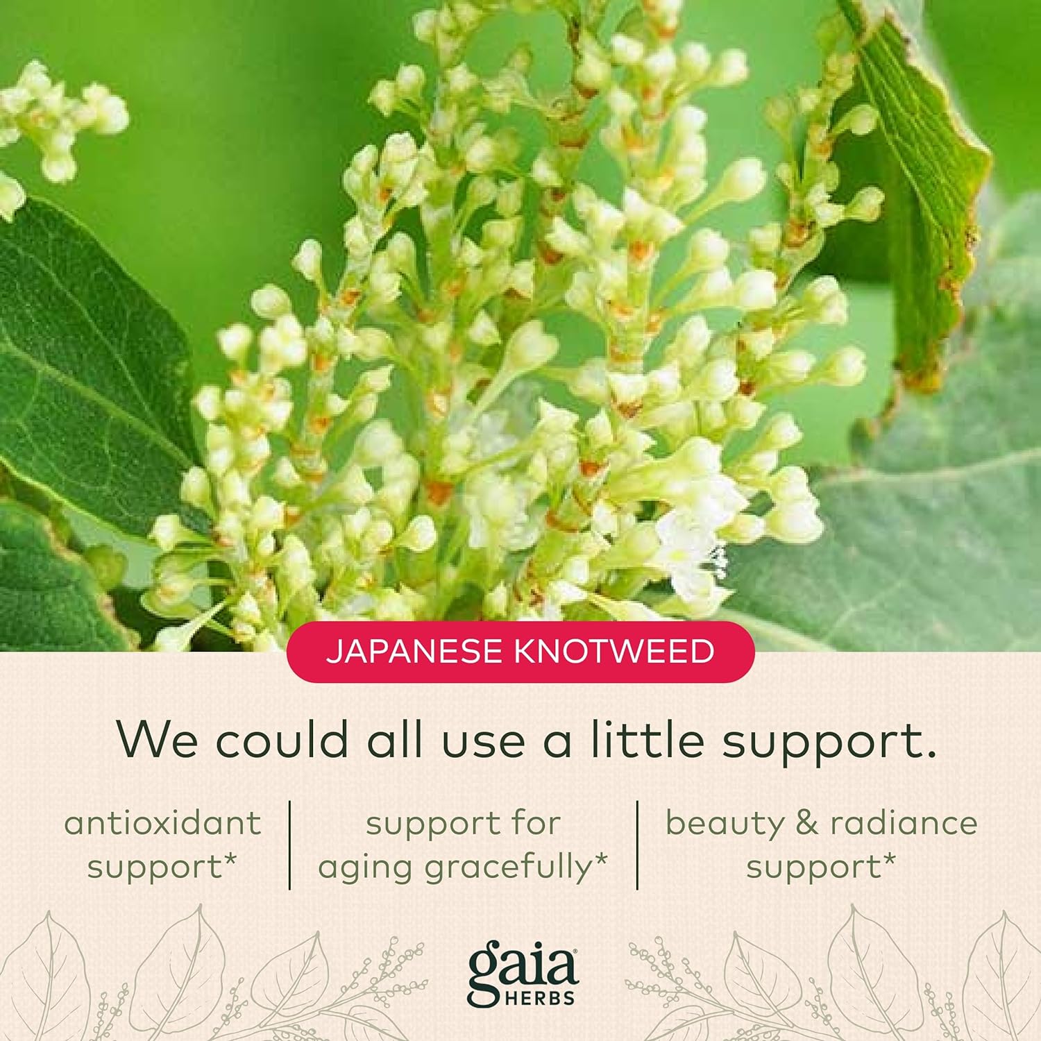 Gaia Herbs Resveratrol 150 - Beauty & Radiance Antioxidant Support Supplement - Made with Japanese Knotweed - Contains 150 mg Trans-Resveratrol per Serving - 50 Liquid Phyto-Capsules (25-Day Supply) : Health & Household