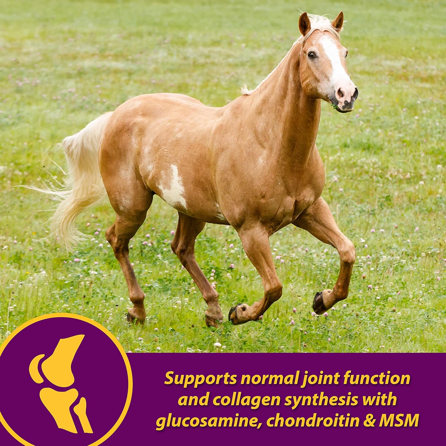 Horse Health Joint Combo Hoof & Coat, Glucosamin, Chrondroitin, Vitamin C, Msm, Biotin, Lysine, Zinc, Omega 3 And 6 Fatty Acids, 64 Day Supply : Pet Supplements And Vitamins : Pet Supplies