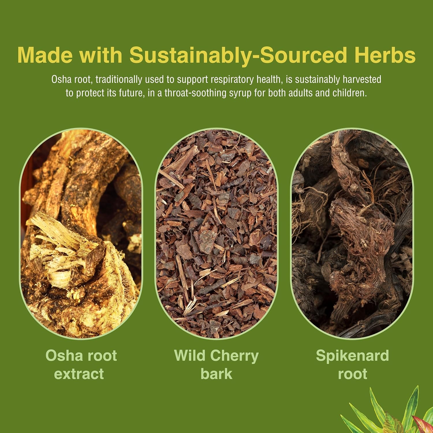 Herbs Etc. Rocky Mountain Throat Syrup - Supports Throat Wellness - Soothing Lung Health Support - Supports Sinus, Throat, Bronchiole & Lung Health - Gluten-Free & Vegan - 4 Fl Oz : Health & Household