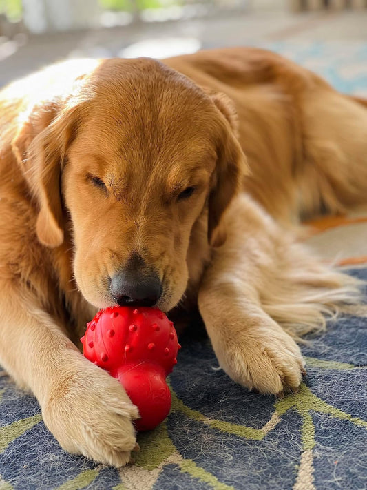 Nylabone Strong Chew Cone Stuffable Chew Toy For Dogs, Bacon Flavored Fillable Treat Toy, Large/Giant - Up To 50 Lbs. (1 Count)