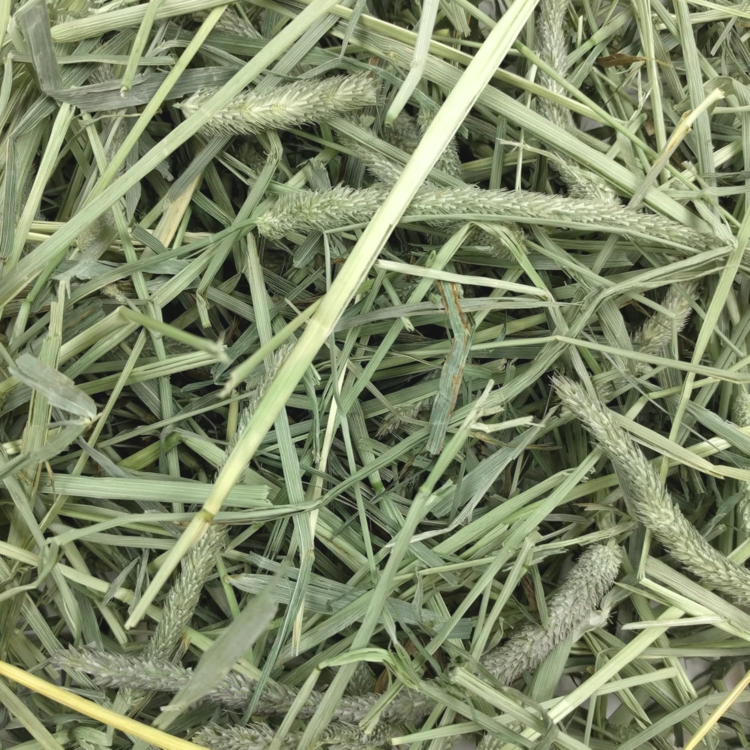 Oxbow Animal Health Western Timothy Hay - All Natural Hay for Rabbits, Guinea Pigs, Chinchillas, Hamsters & Gerbils - 50 lb. Bulk Size : Pet Food : Pet Supplies