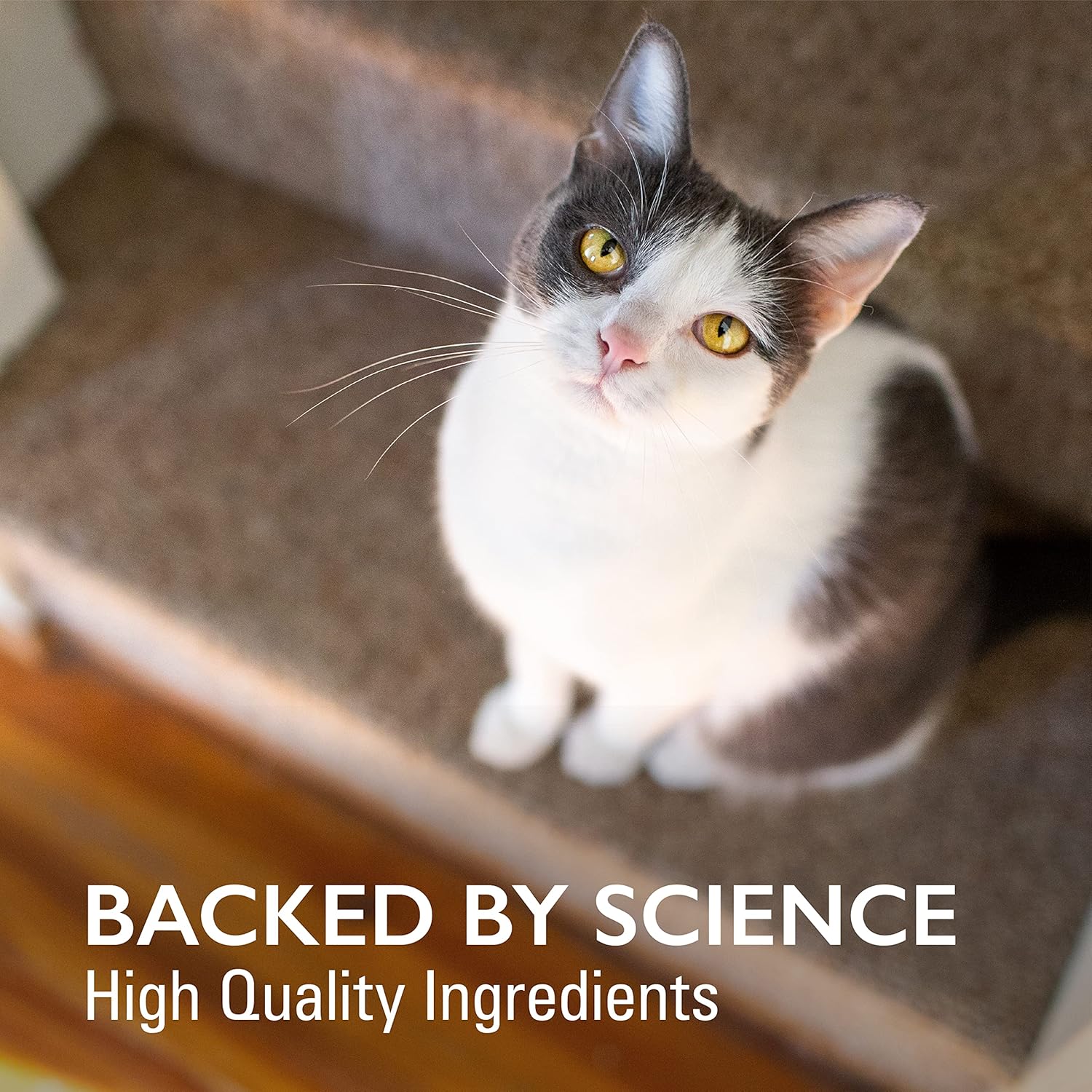 Nutramax Imuquin Immune Health Supplement Powder for Cats, with Beta Glucans, Marine Lipids, Vitamins and Minerals, 30 Packets : Pet Supplies