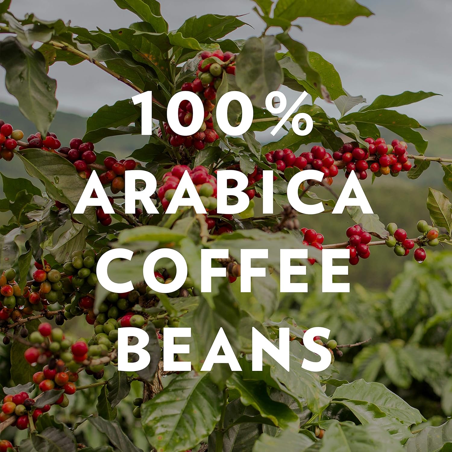 Community Coffee 100% Colombia Pre-Measured Coffee Packs, Medium Dark Roast, 2.5 Ounce Bag (Box Of 40)