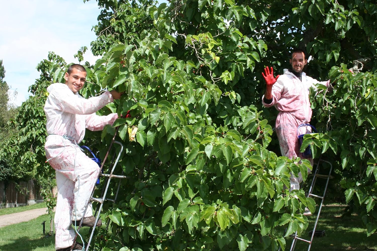 Tiptree Black Currant Preserve, 12 Ounce Jar : Everything Else