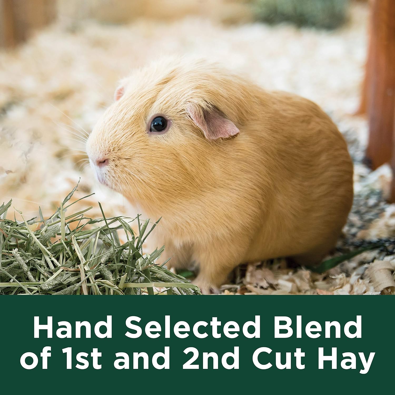 Kaytee Timothy Hay Plus Carrots for Pet Guinea Pigs, Rabbits & Other Small Animals, 24 oz : Pet Food : Pet Supplies