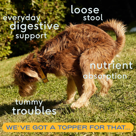 Native Pet Organic Pumpkin For Dogs (8 Oz) - All-Natural, Organic Fiber For Dogs - Mix With Water To Create Delicious Pumpkin Puree - Prevent Waste With A Canned Pumpkin Alternative! (8 Oz)