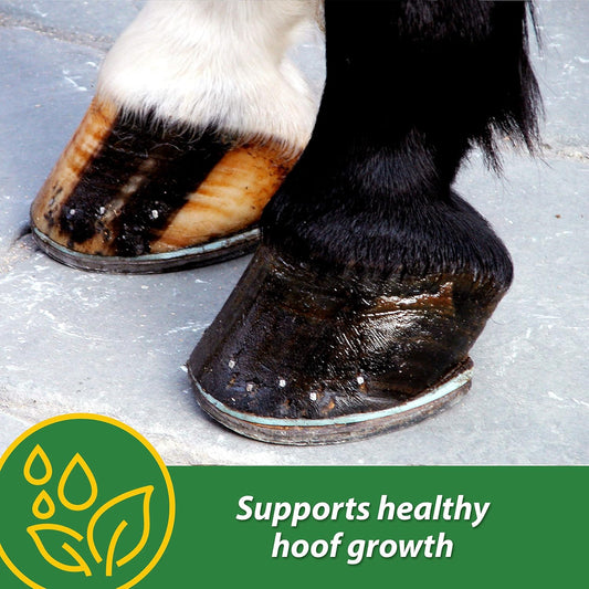 Farnam Hb 15 Hoof Supplement, Supports Healthy Hoof Growth 3 Pound, 48 Day Supply