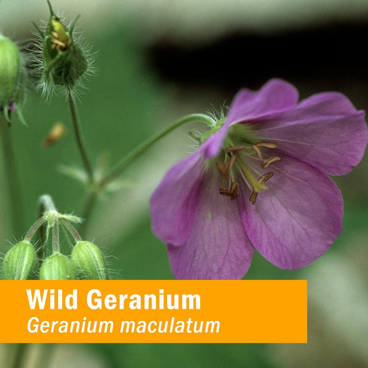Herb Pharm Wild Geranium (Cranesbill) Liq Extract - 1 