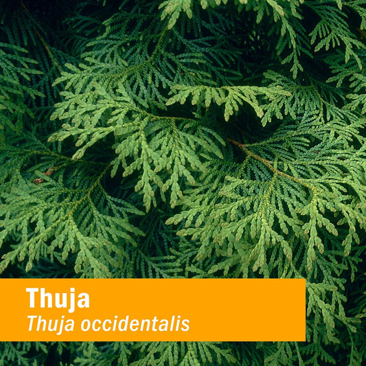 Herb Pharm Thuja Branchlet Liquid Extract - 1 Ounce (DTHUJA01)