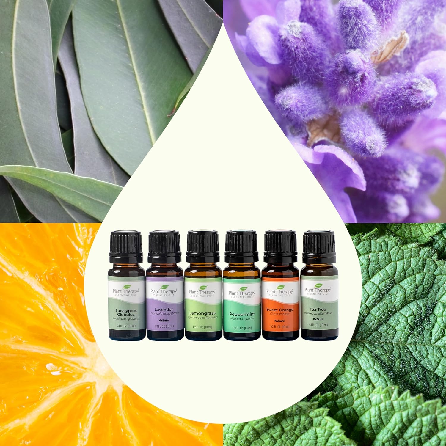 Plant Therapy Breathe Easy Essential Oil Set - Lavender, Eucalyptus, Peppermint, Lemongrass, Orange Sweet, Tea Tree, 100% Pure, Aromatherapy, Therapeutic Grade 10 mL (1/3 oz) : Health & Household