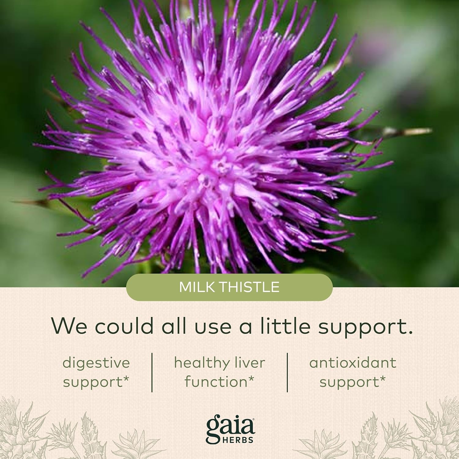 Gaia Herbs Milk Thistle - Liver Supplement & Cleanse Support for Maintaining Healthy Liver Function* - 120 Vegan Capsules (40-Day Supply) : Health & Household
