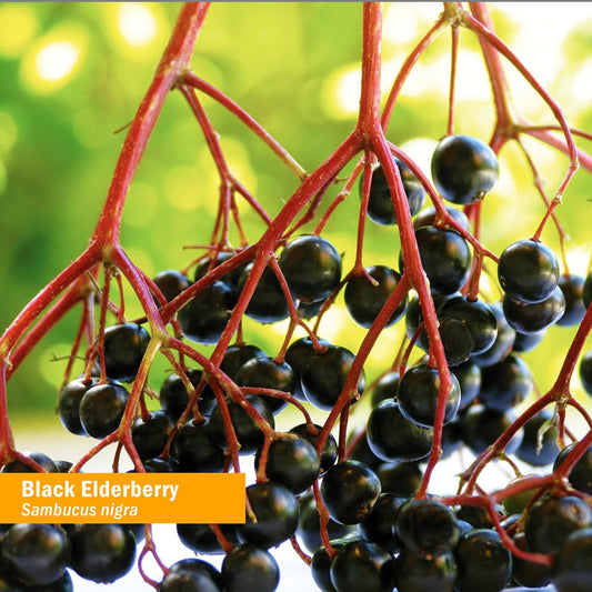 Herb Pharm Certified Organic Black Elderberry Liq Extract for Immune System Support, Organic Cane Alcohol, 