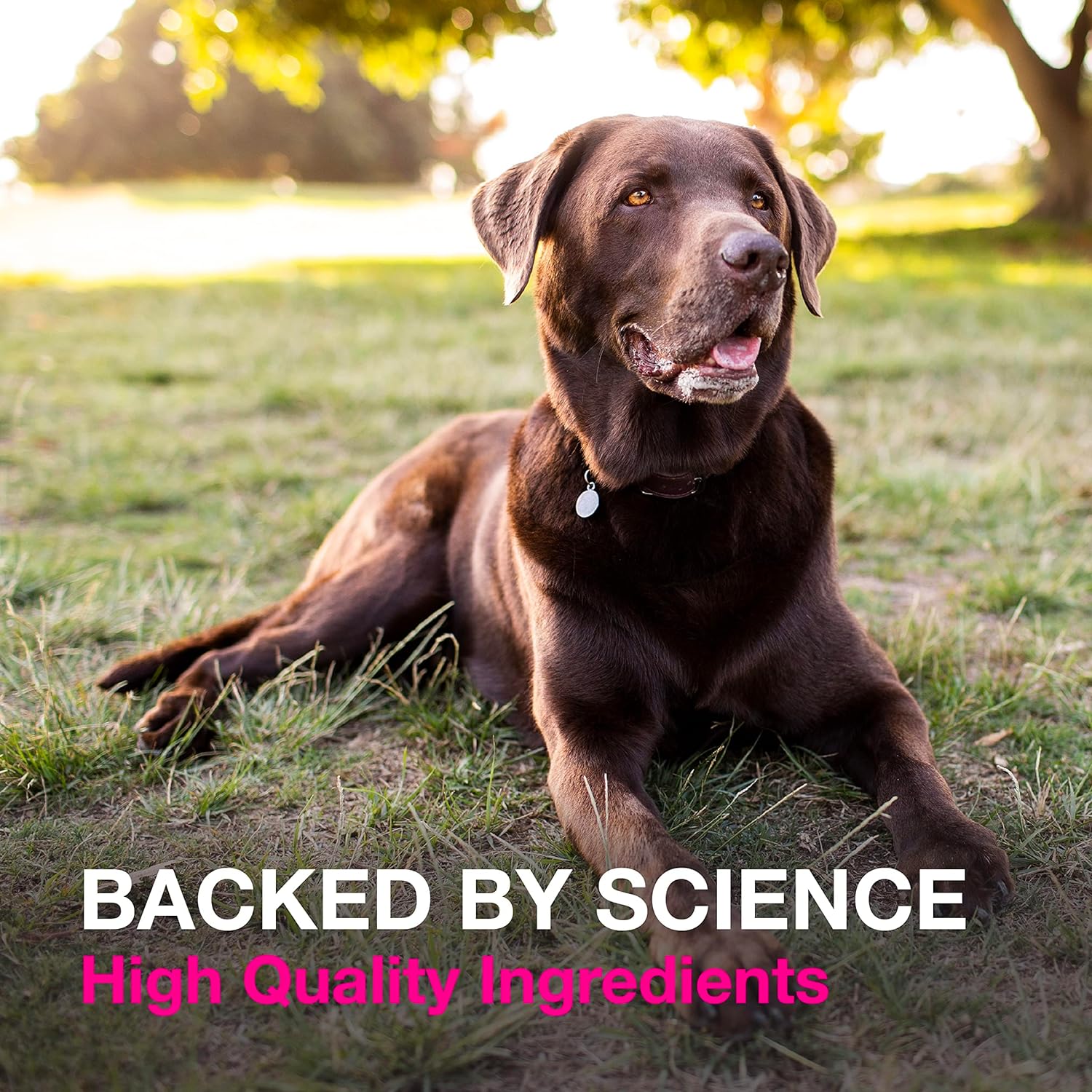 Nutramax Proviable Digestive Health Supplement Kit with Multi-Strain Probiotics and Prebiotics for Medium to Large Dogs - with 7 Strains of Bacteria, 30 mL Paste and 10 Capsules : Pet Digestive Remedies : Pet Supplies
