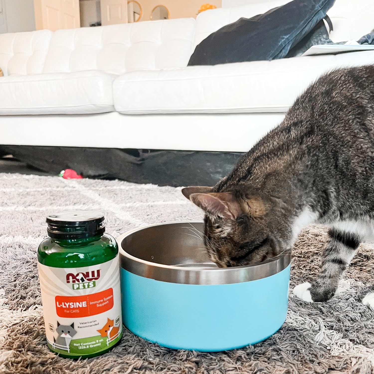 NOW Foods Pet Health, L-Lysine Supplement, Powder, Formulated for Cats, NASC Certified, 8-Ounce : Pet Supplies