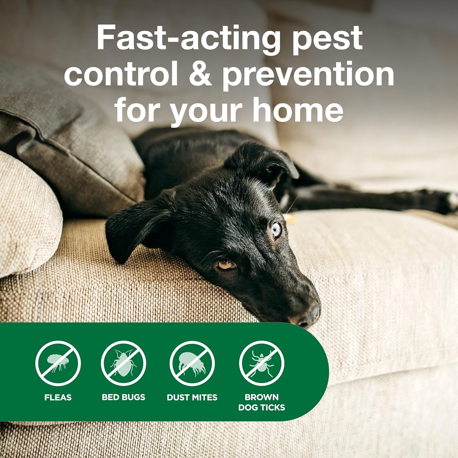 Advantage Household Spot & Crevice Spray | Kills Fleas & Ticks & Bedbugs | 24 oz. : Pet Supplies