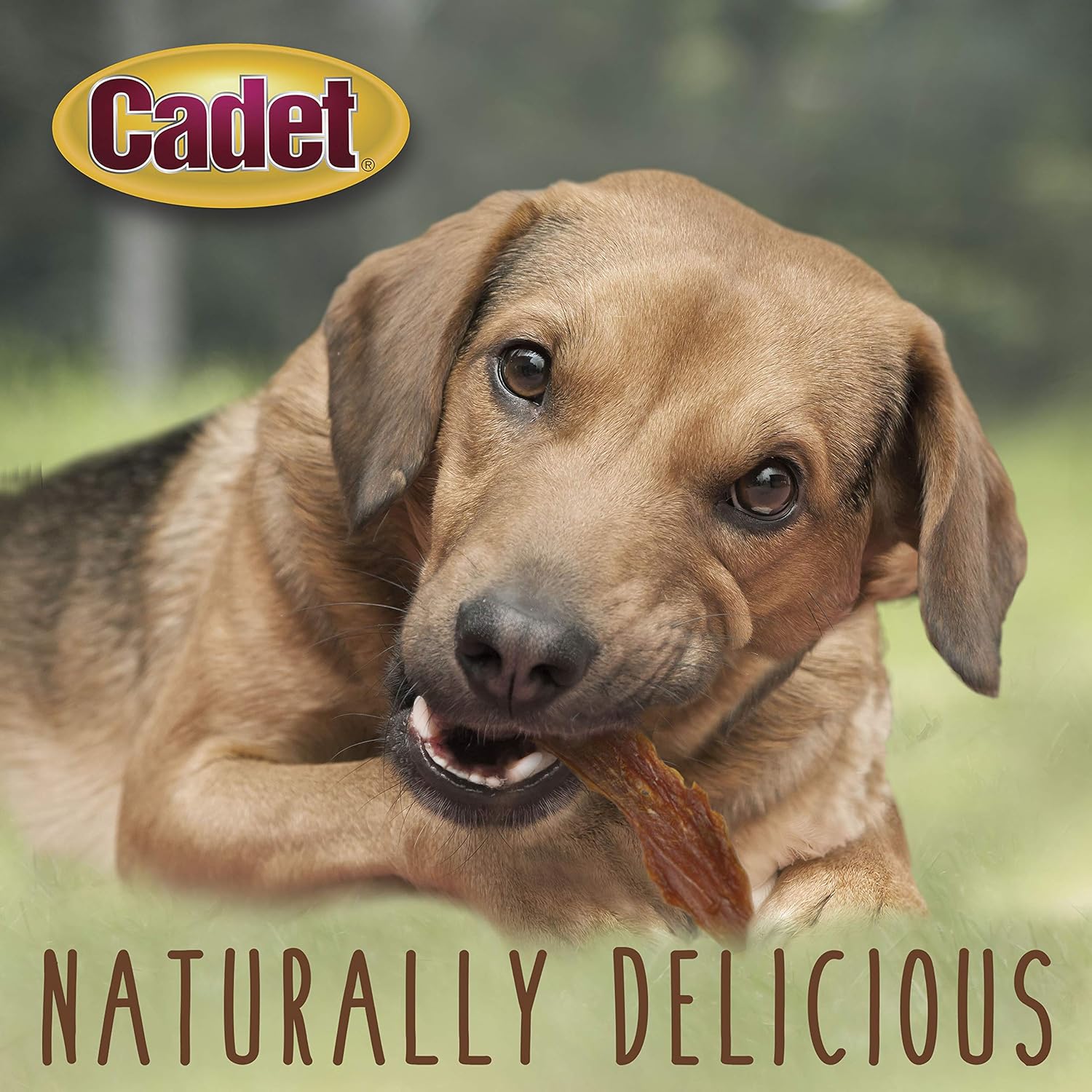 Cadet Gourmet Duck Breast Dog Treats - Healthy & Natural Dog Training Treats for Small & Large Dogs - Inspected & Tested in USA (14 oz.) : Pet Supplies