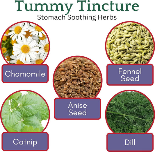 Herb Lore Tummy Tincture – Usda Organic Herbal Digestive System Support – Alcohol-Free Kid Safe Drops For Occasional Gas, Bloating, Colic, & Upset Stomach - 2 Fl Oz