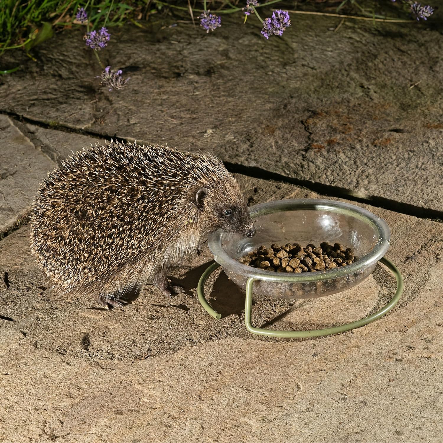 Vale’s™ Hedgehog Food – specially developed – used daily at Vale Wildlife Hospital – meaty, crunchy biscuits, high in fibre – suitable and nutritious – ideal addition to their natural diet (600g) :Pet Supplies