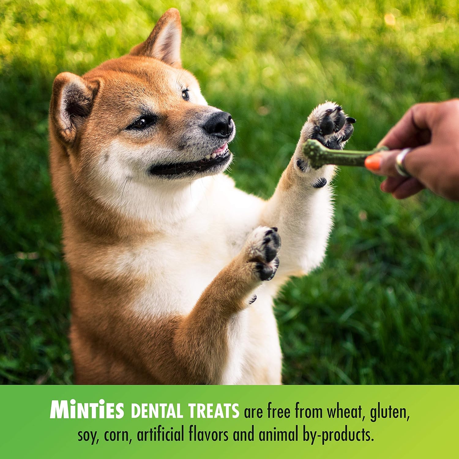 VetIQ Minties Dog Dental Bone Treats, Dental Chews for Dogs, (Perfect for Tiny / Small Dogs under 40 lbs), 80 Treats (box) : Pet Supplies