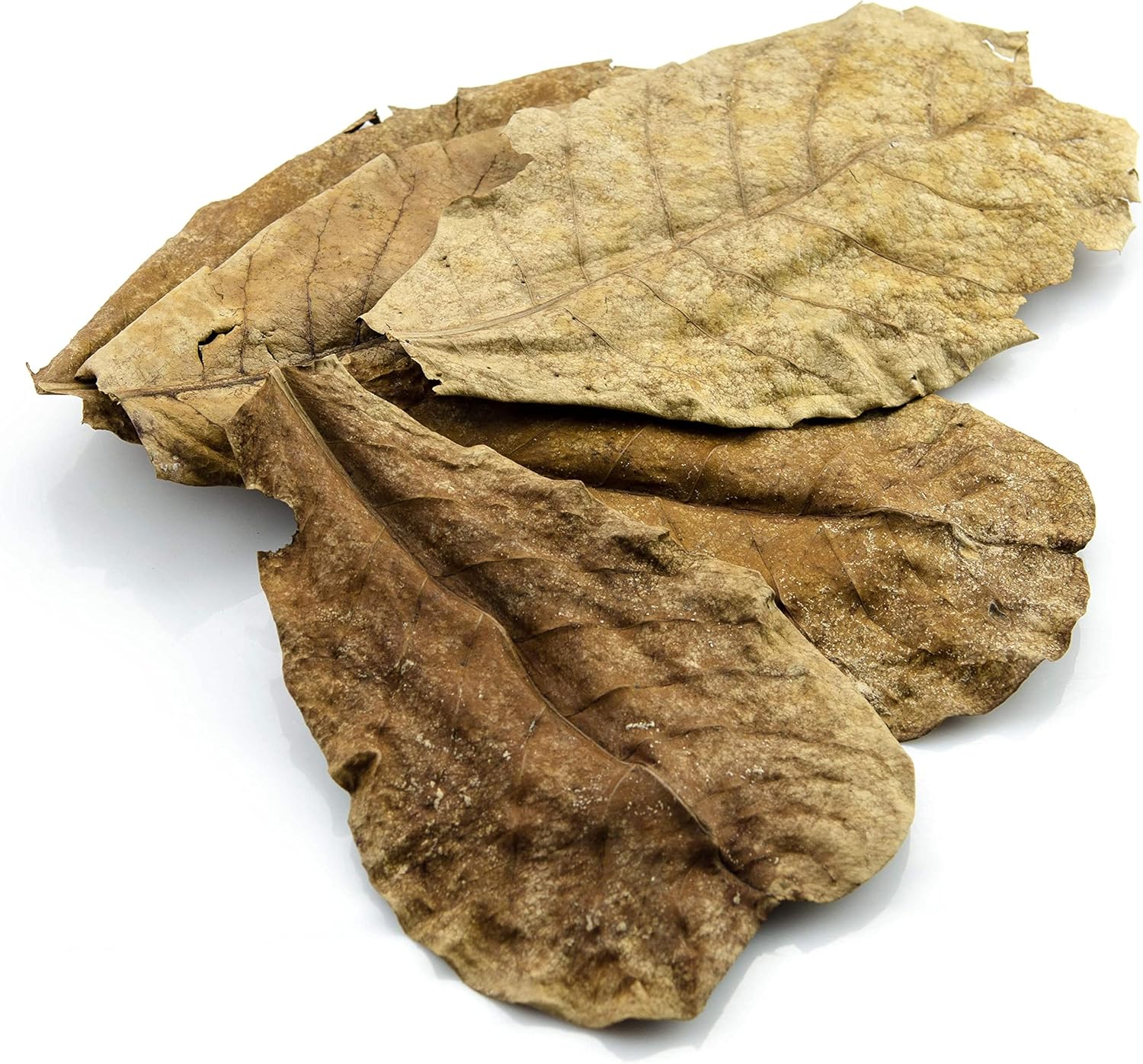 Aquamax Nano Leaves Catappa Indian Almond Pack Of 12 Pieces