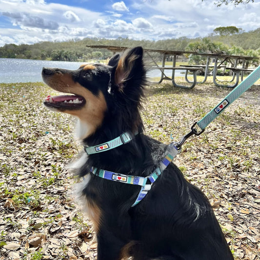 Pawtitas Traffic Collar Puppy Collar Traffic Blue Collar Reflective Dog Collar Extra Small Dog Collar Blue Dog Collar