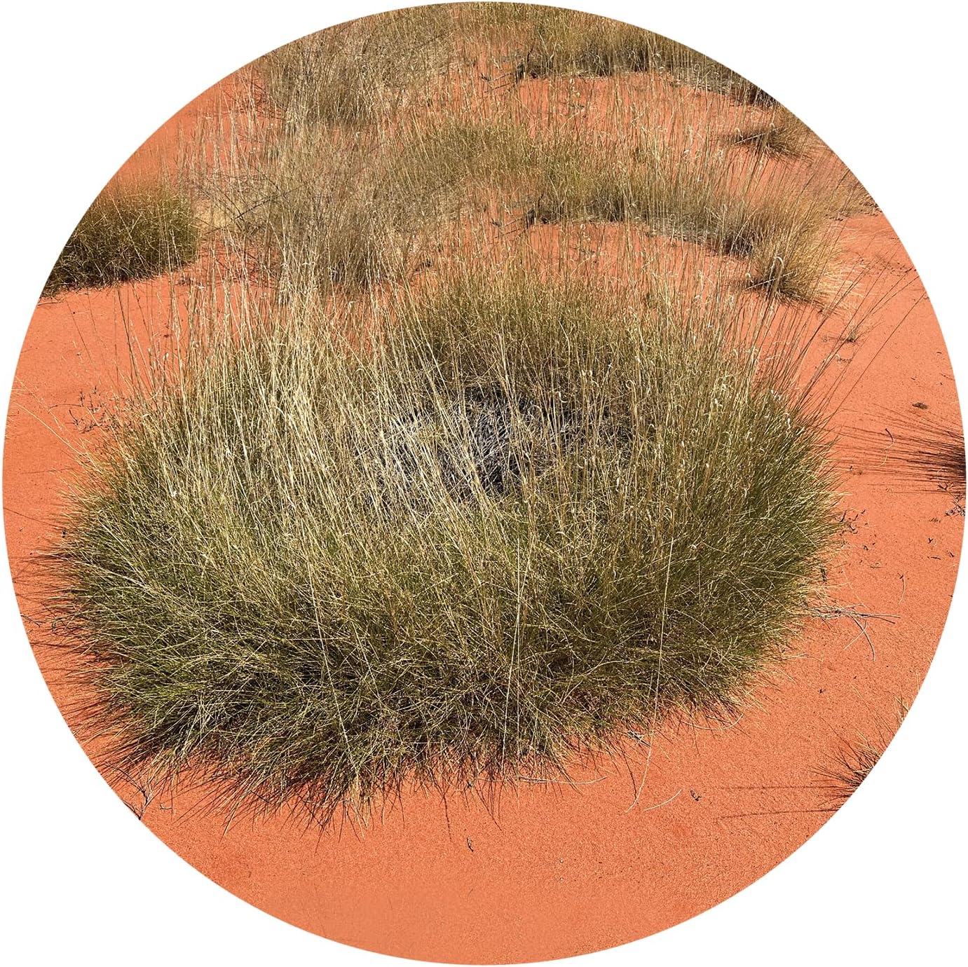 Spinifex 15 Ml Stockbottle Australian Bush Flower Essences