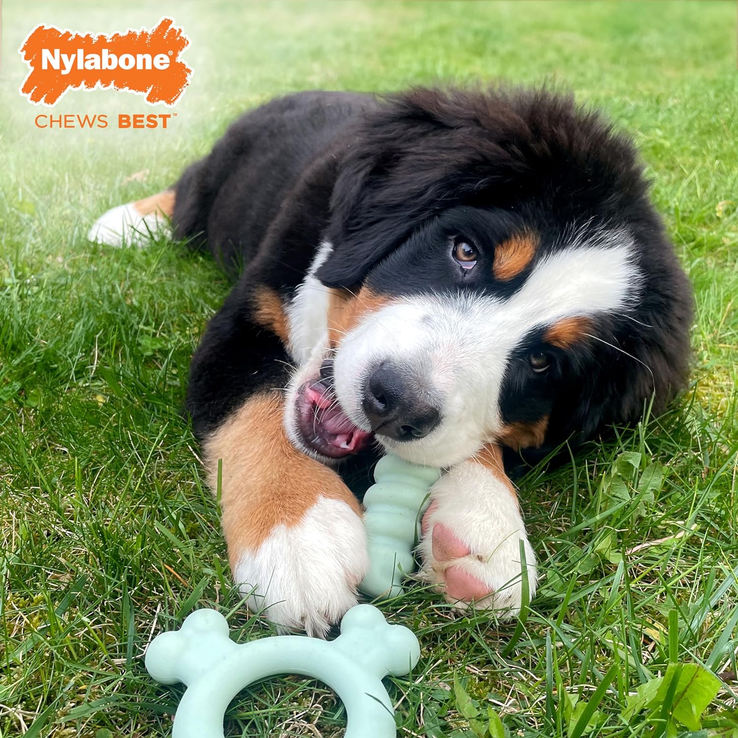 Pet Supplies : Nylabone Sensory Material Puppy Chew Toy Ring - Puppy Teething Toy for Boredom & Stimulation - Puppy Supplies - Chicken Flavor, Small/Regular (1 Count) : Amazon.com