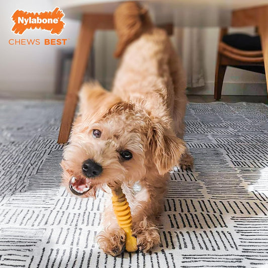 Nylabone Power Chew Flavor Frenzy Dental Bone Chew Toy For Dogs, Indestructible Chew Toys For Aggressive Chewers, Philly Cheesesteak Flavor, Small/Regular - Up To 25 Ibs. (1 Count)