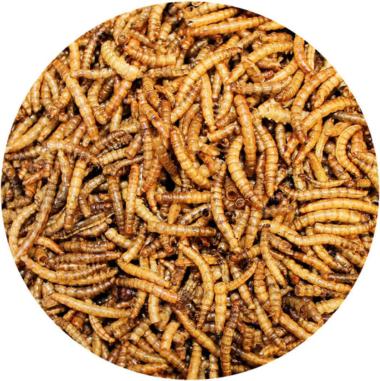 Dried Mealworms Treat (1.41Oz.) - 100% Natural, Non-Gmo, High Protein, Insect Treat For Chicken, Laying Hen, Chick, Wild Bird, Bluebird, Duck, Goose, Turkey, Chickadee, Titmice, Wren, Reptile, Fish