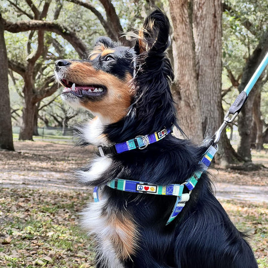 Pawtitas Multicolor Dog Collar Puppy Collar Pet Collar Multicolor Dog Collar Medium Dog Collar Blue / Yellow / White / Teal Dog Collar
