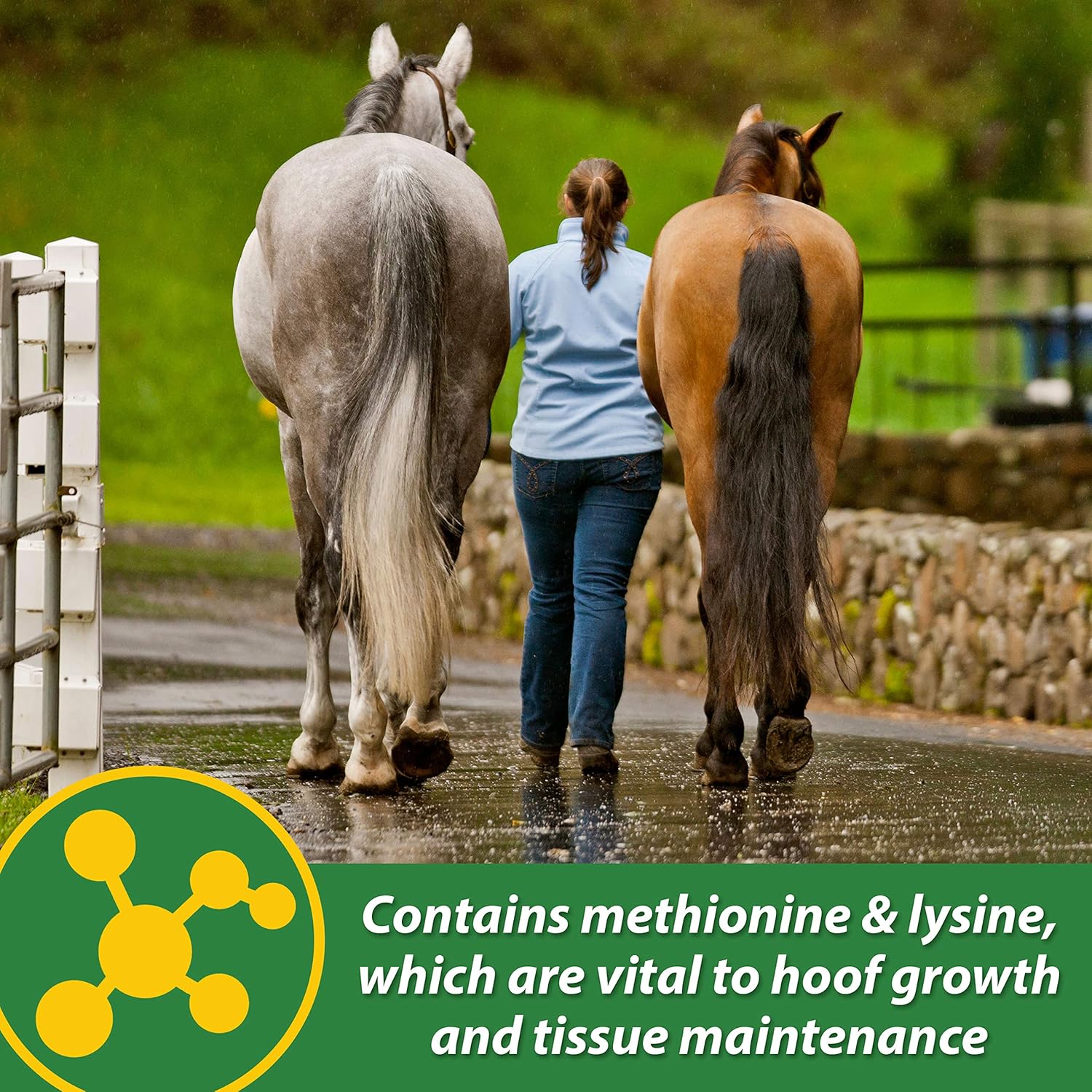 Farnam Hb 15 Hoof Supplement, Supports Healthy Hoof Growth 3 Pound, 48 Day Supply : Pet Supplies