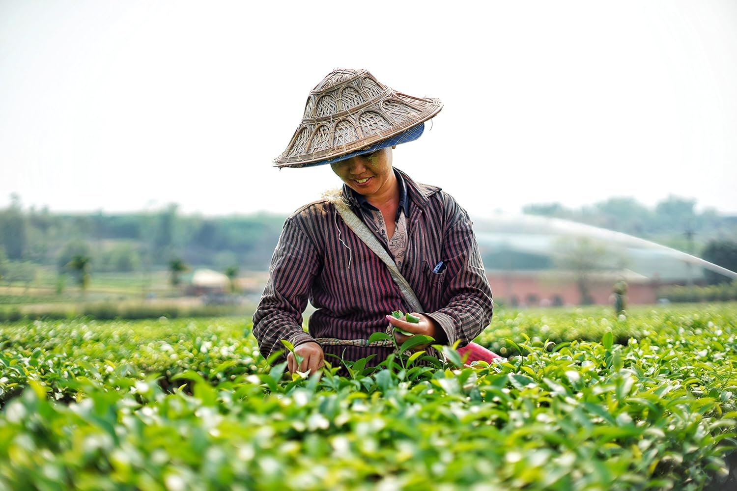 Yim Tea Co. - Thai Tea - 100% Natural Loose Leaf Tea Mix - Made With Assam Black Tea - Makes Iced Tea And Boba Tea (400G)
