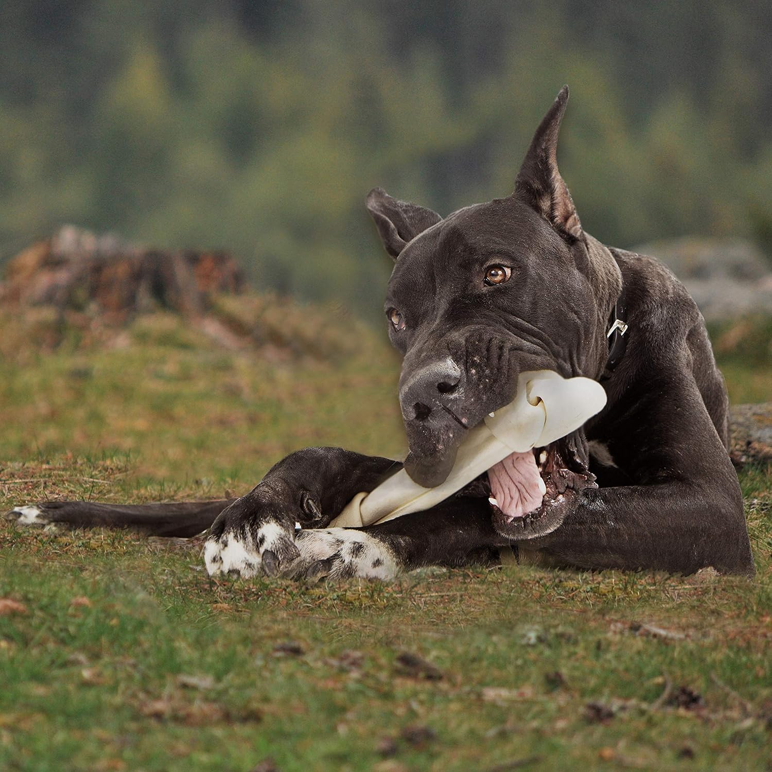 Cadet Premium Grade Rawhide Knotted Bone for Dogs Display 24" : Pet Supplies