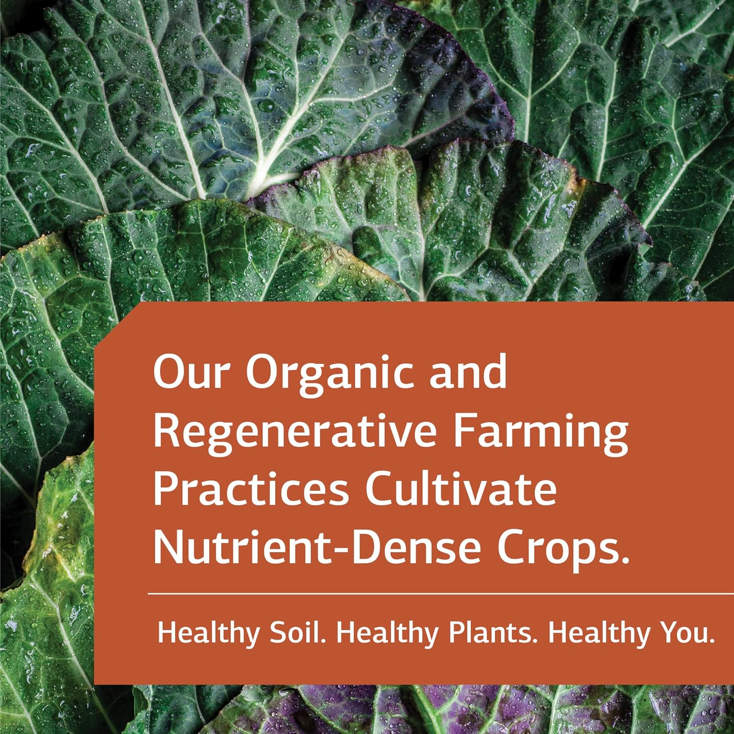Standard Process Ligaplex II - Joint & Bone Support Supplement - Manganese Supplement with Vitamin B12, Vitamin A & Vitamin D - Skeletal System & Joint Support Supplement - 150 Capsules : Health & Household