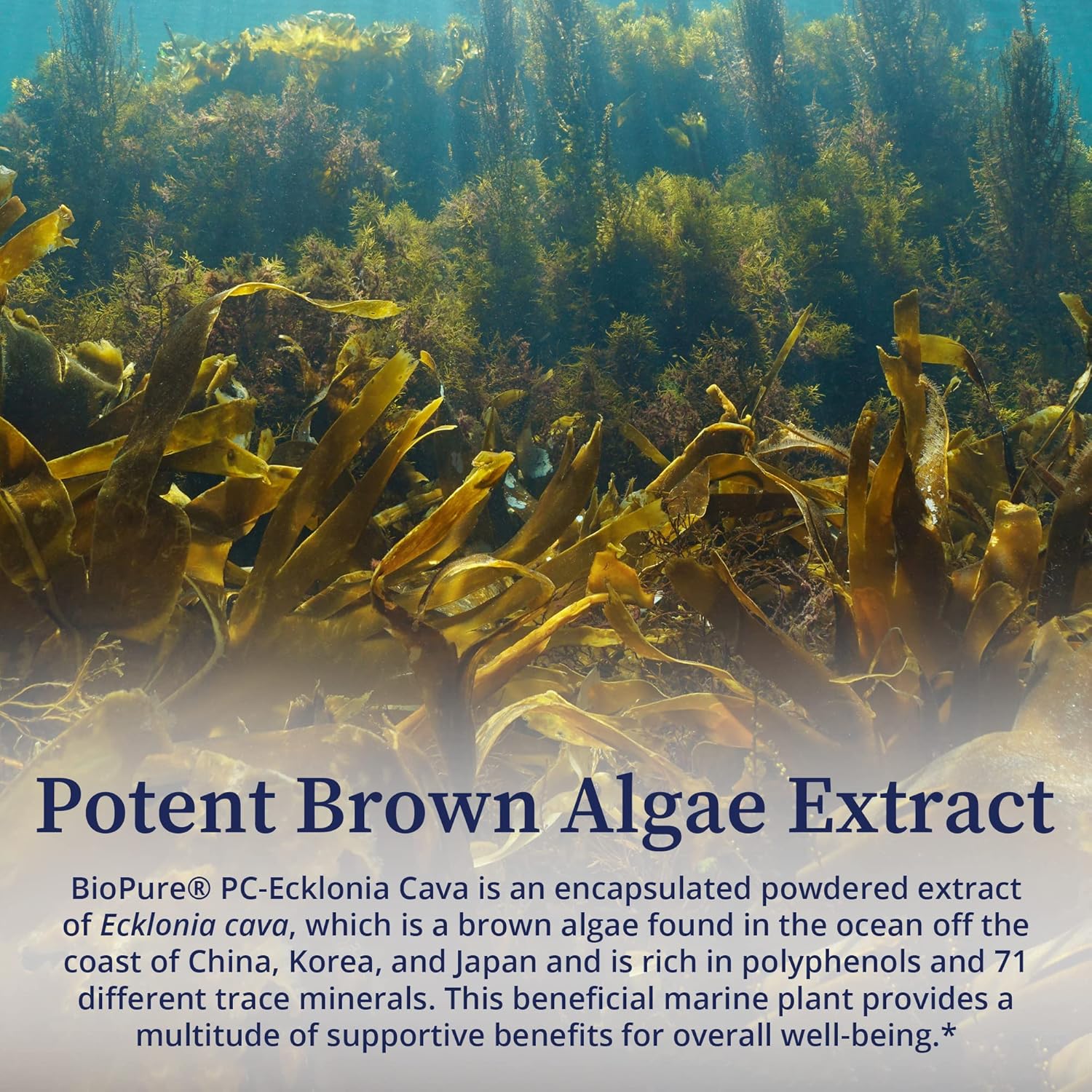 Biopure Pc-Ecklonia Cava – Potent Brown Algae Botanical Extract Rich In Polyphenols And 71 Trace Minerals That Support Neurological Function, Circulation, And Overall Wellness - 75 Vegetable Capsules : Health & Household