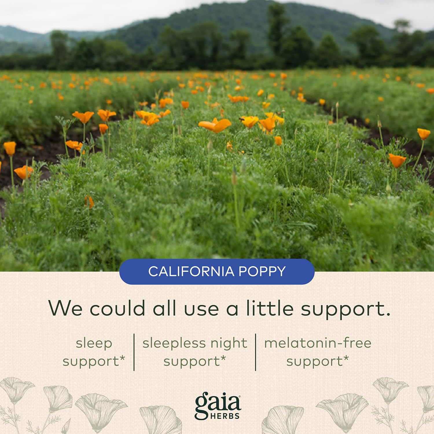 Gaia Herbs Sound Sleep - Natural Sleep Support to Promote Calm & Relaxation to Support Restful Sleep - with Valerian Root, Passionflower & More - 60 Vegan Liquid Phyto-Capsules (20-Day Supply) : Health & Household